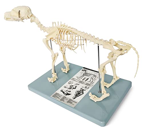 dog skeleton